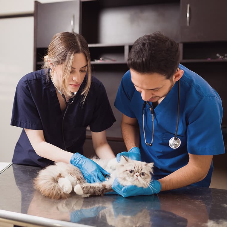 Veterinario